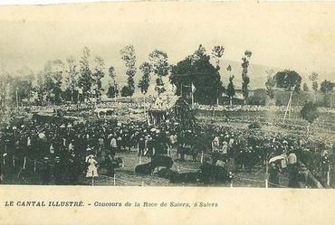Concours de la race Salers à Salers